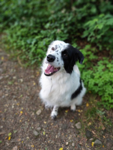 Photo de galerie - Ne trouvons pas la correspondance exacte, ceci est une photo de mon chien, Tyson 