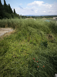 Photo de galerie - Avant débroussaillage 