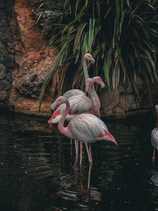 Photo de galerie - Je propose des services de retouche photo professionnels avec Lightroom. Ajustements de luminosité, contraste, couleurs et détails pour sublimer vos images. Contactez-moi pour plus d’informations !