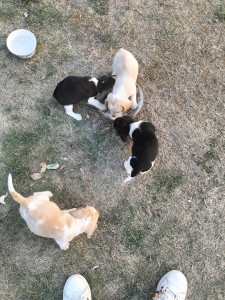 Photo de galerie - Jeunes chiens de chasse
nourriture, eau, nettoyage de l'enclos et sociabilisation pour les chiots