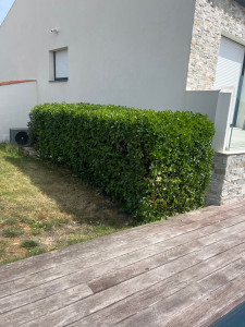 Photo de galerie - Elagage et coupe d'arbres