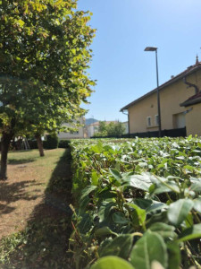 Photo de galerie - Taille de haie lorier