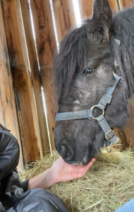 Photo de galerie - Garde animaux