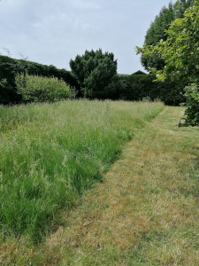 Photo de galerie - Tonte de pelouse 