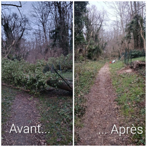 Photo de galerie - Débitage de deux arbres après la tempête. 
