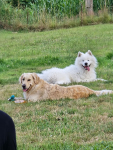 Photo de galerie - Garde de Tosca, Samoyede de 2 ans. Pas castré. Tempérament vif, joueur et calin.