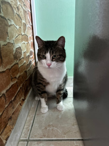 Photo de galerie - Garde de chat à domicile