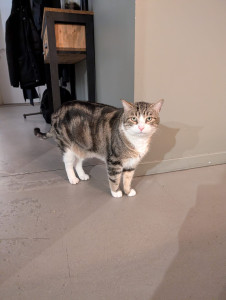 Photo de galerie - Garde chat