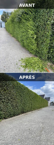 Photo de galerie - Taille de haies et d'arbustes