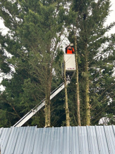Photo de galerie - Abattage de Sapin avec nacelle