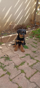 Photo de galerie - Garde chien