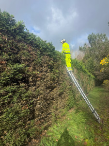 Photo de galerie - Taille haies 260m