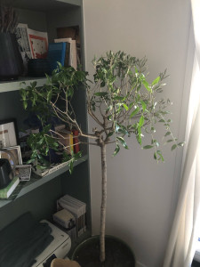 Photo de galerie - Taille de haies et d'arbustes