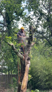 Photo de galerie - Démontage d’un chêne  après tempête