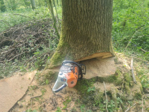 Photo de galerie - Elagage et coupe d'arbres