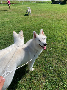 Photo de galerie - Garde chien