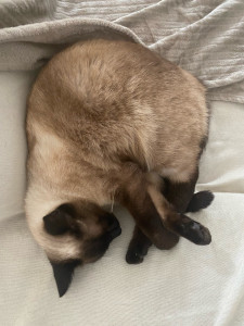 Photo de galerie - Voici une photo de mon chat âgé de 3 ans !