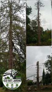Photo de galerie - Elagage et coupe d'arbres