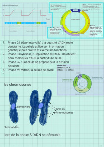 Photo de galerie - Exemple de fiche de révisions que j’ai pue réaliser