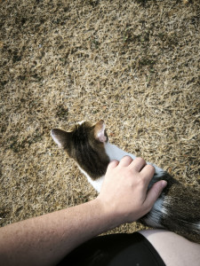 Photo de galerie - Garde chat
