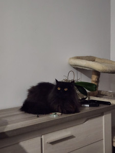 Photo de galerie - Garde d'un British longhair sur longues périodes