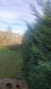 Photo de galerie - Taille d’une haies