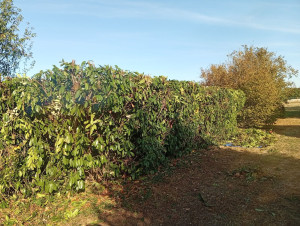 Photo de galerie - Bonjour abaissement de la haie environ 1 m 50