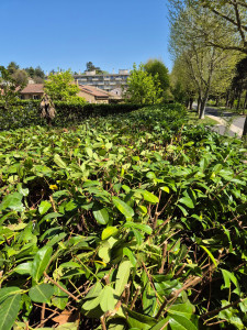 Photo de galerie - Taille de haies et d'arbustes
