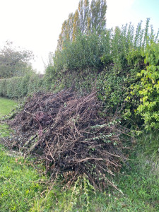 Photo de galerie - évacuation déchets verts 