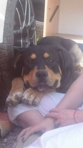 Photo de galerie - Garde chien