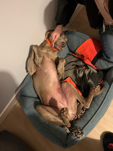 Photo de galerie - Satine à l’aise lol