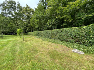 Photo de galerie - Taille de haies et d'arbustes