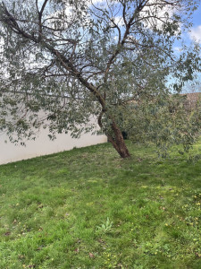 Photo de galerie - Elagage et coupe d'arbres