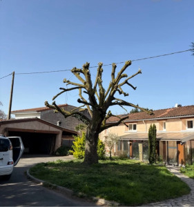 Photo de galerie - Elagage et coupe d'arbres
