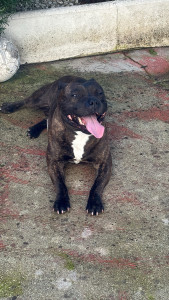 Photo de galerie - Easy adorable Staffi