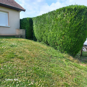 Photo de galerie - Taille de haie 
