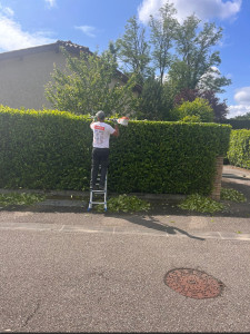 Photo de galerie - Taille de haie 