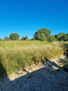 Photo de galerie - Tonte de pelouse - Débroussaillage