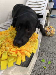 Photo de galerie - Labrador retriever 8ans