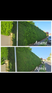 Photo de galerie - Taille de haies