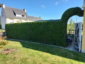 Photo de galerie - Taille de haie effectué chez une cliente satisfaite.