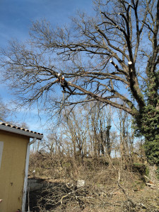 Photo de galerie - Elagage et coupe d'arbres