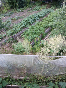 Photo de galerie - Plantes potager 