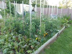 Photo de galerie - Entretien potager