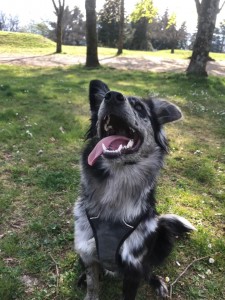 Photo de galerie - Garde chien