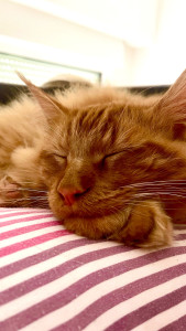 Photo de galerie - . 