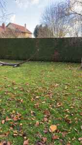 Photo de galerie - Taille de haies et d'arbustes