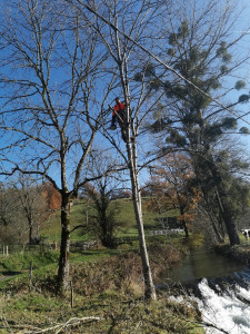 Photo de galerie - élagage 