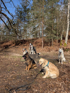 Photo de galerie - Dressage