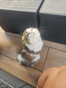 Photo de galerie - Minouche très à l'aise est sorti un peu avec moi sur la terrasse.